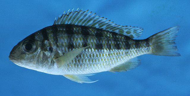 Limnotilapia dardennii
