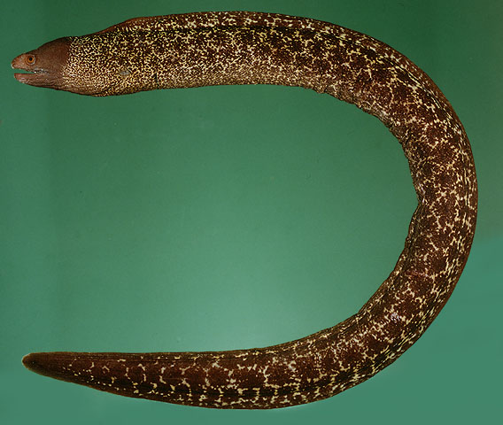 Gymnothorax flavoculus