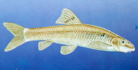 Sinocrossocheilus guizhouensis