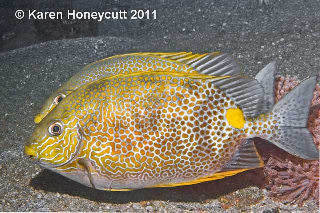 Siganus guttatus