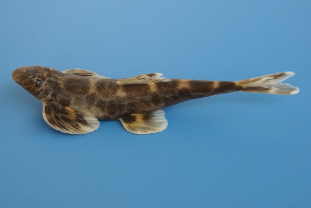 Balitora kwangsiensis