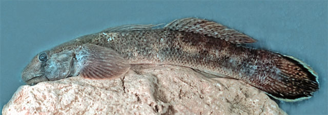 Sicyopterus lengguru