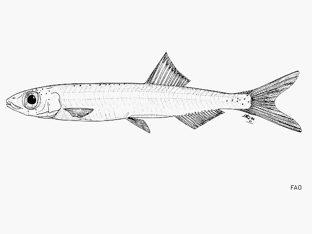 Sierrathrissa leonensis