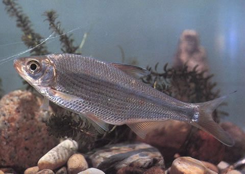 Sinibrama macrops