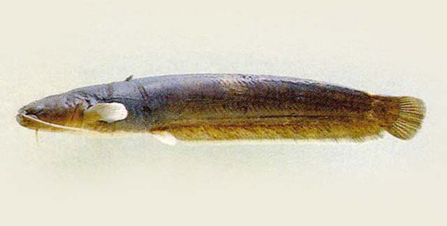 Silurus microdorsalis