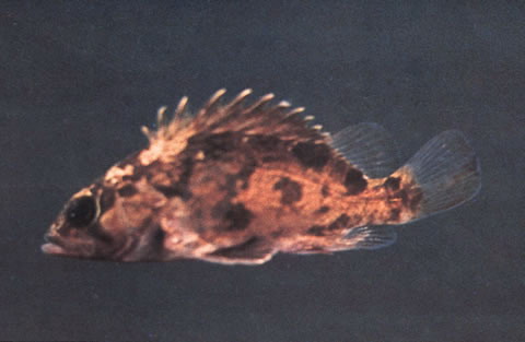 Siniperca obscura