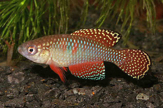 Sipic_m1.jpg