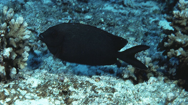 Siganus punctatissimus