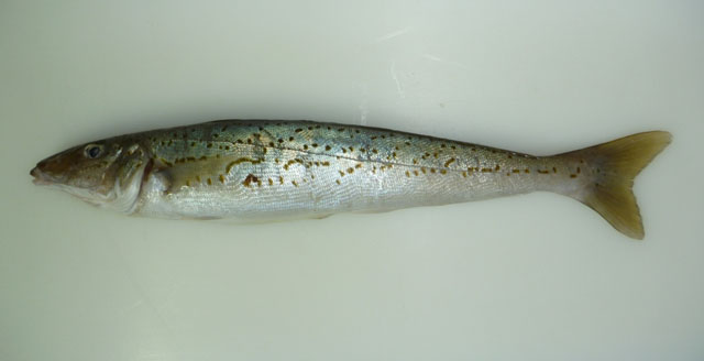 Sillaginodes punctatus