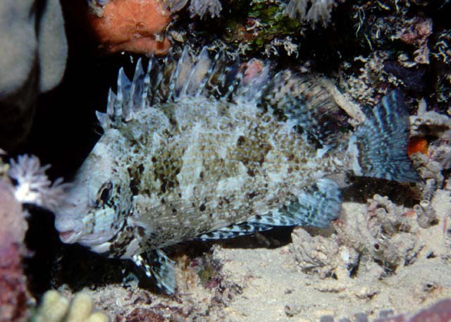 Siganus rivulatus