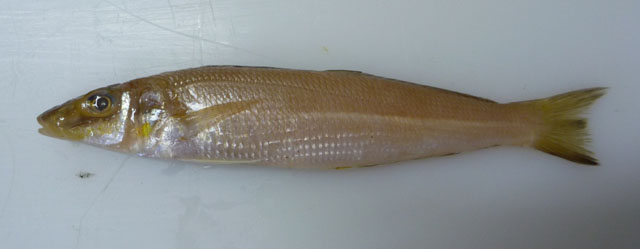 Sillago robusta
