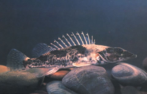 Siniperca roulei