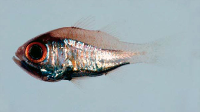 Siphamia senoui