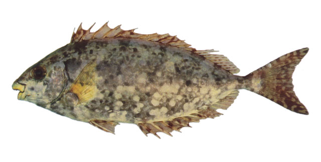 Siganus sutor