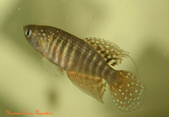 Simpsonichthys suzarti