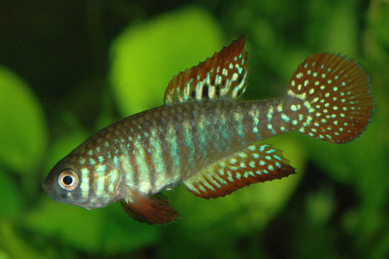 Simpsonichthys zonatus