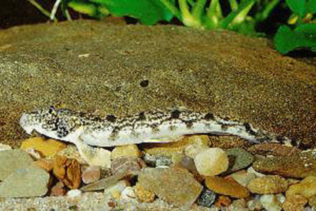 Sogon_u0.jpg