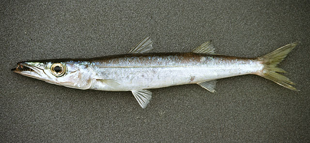 Sphyraena acutipinnis