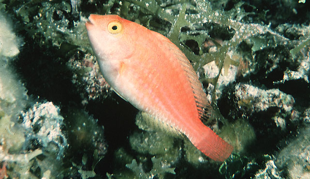 Sparisoma atomarium