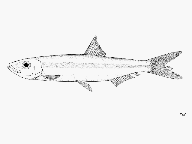 Spratellomorpha bianalis