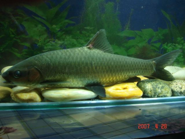 Spinibarbus denticulatus