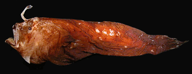 Spiniphryne duhameli