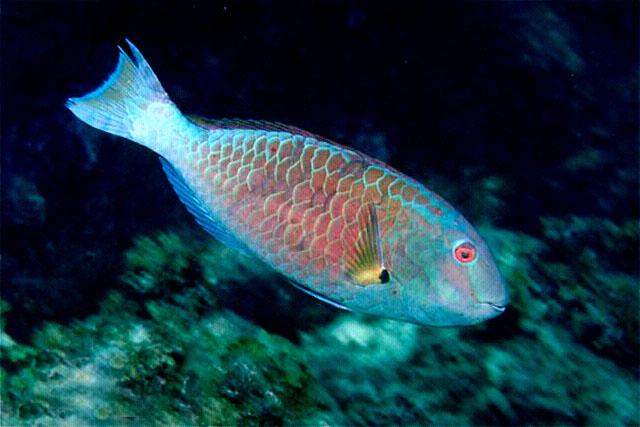 Sparisoma frondosum