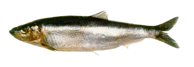 Sprattus fuegensis