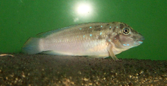 Spathodus marlieri