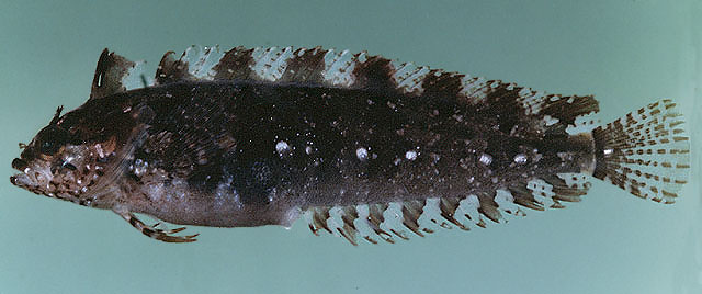 Springeratus polyporatus
