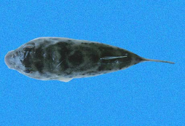 Sphoeroides sechurae