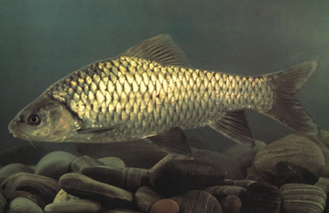 Spinibarbus sinensis