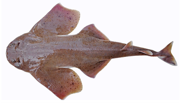 Squatina david