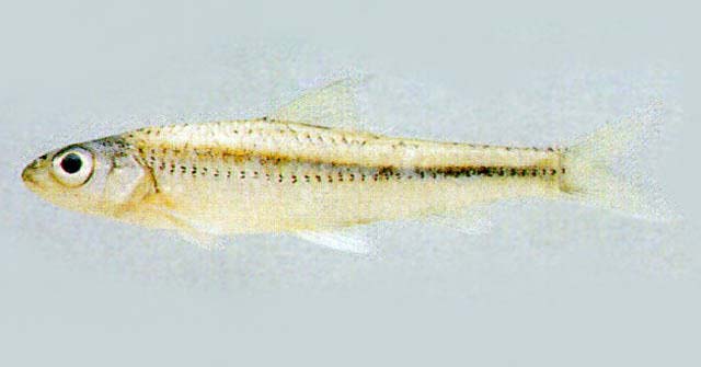 Squalidus japonicus