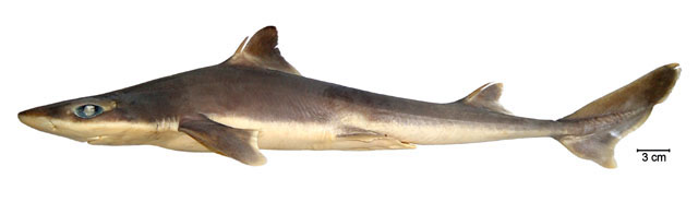 Squalus mitsukurii