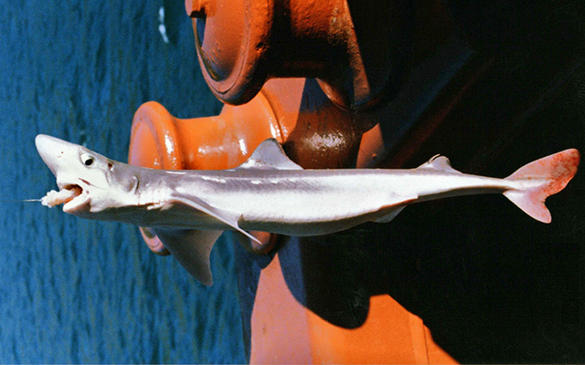 Squalus suckleyi
