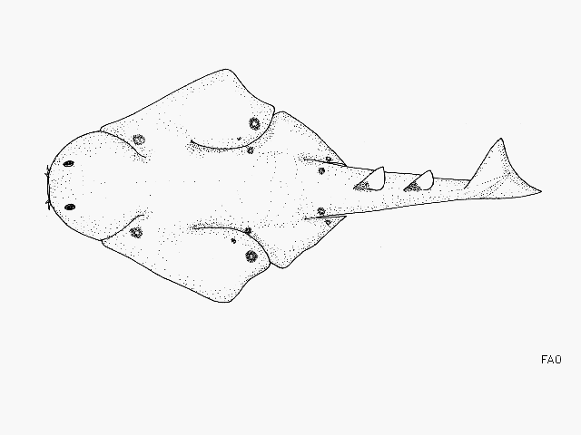 Squatina tergocellatoides