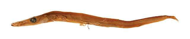 Stemonosudis adenensis