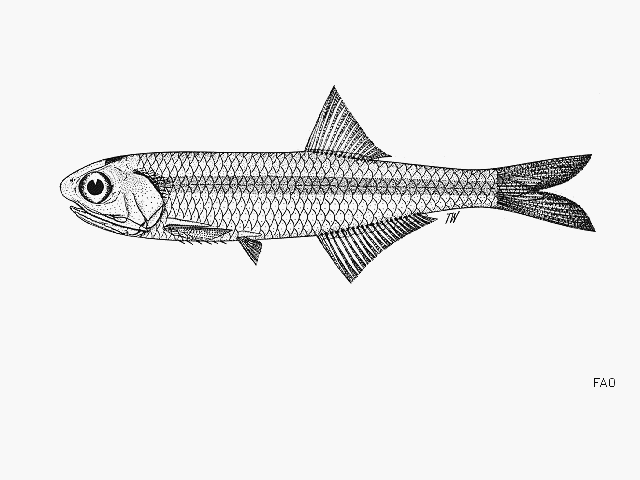 Stolephorus carpentariae