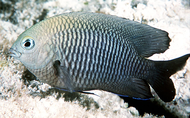Stegastes diencaeus