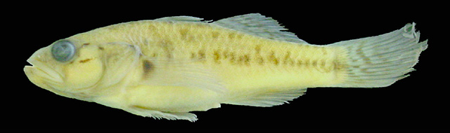 Stigmatogobius elegans