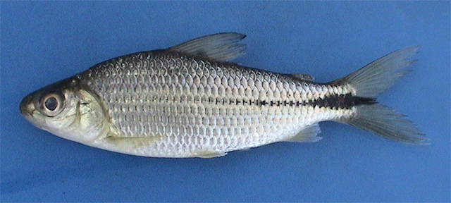 Steindachnerina elegans