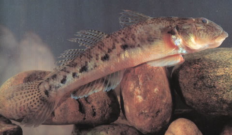 Awaous melanocephalus