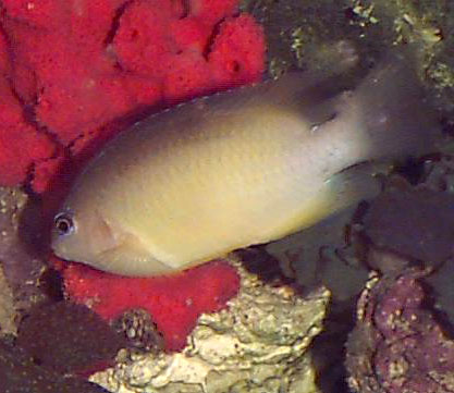 Stegastes leucostictus