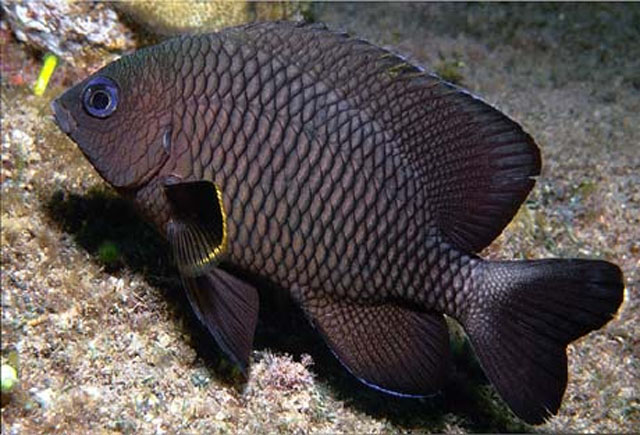 Stegastes leucorus