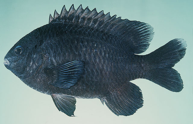Stegastes limbatus