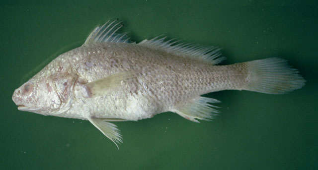 Stellifer microps
