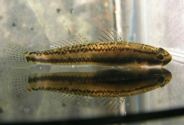 Stiphodon multisquamus