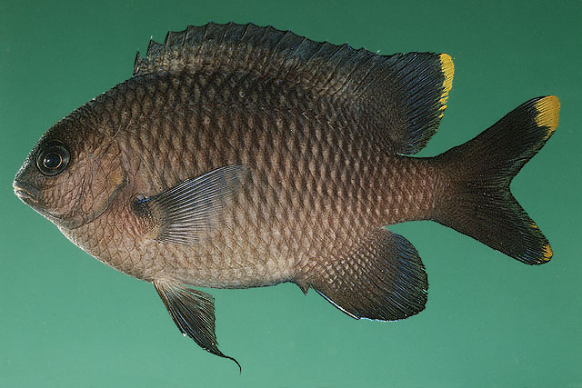 Stegastes pelicieri