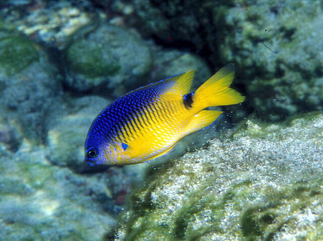 Stegastes rocasensis